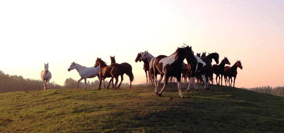 Horse Sense Training & Petting Zoo 