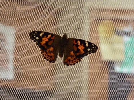 Butterfly Raising Kits From Education Station