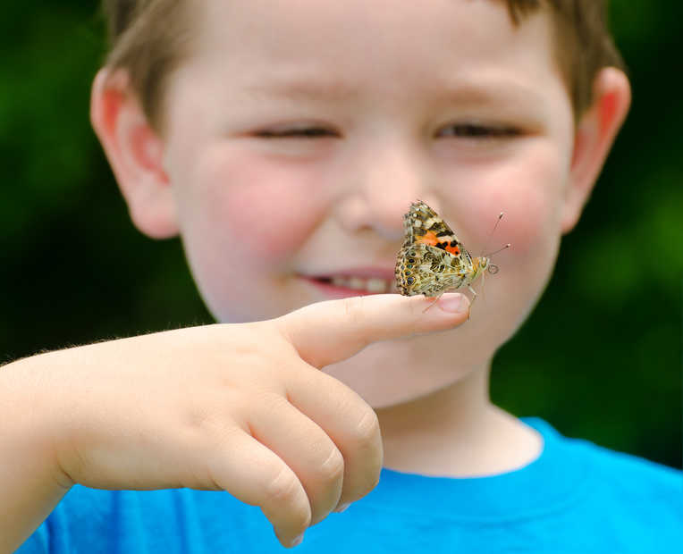 Butterfly Raising Kits Are Now Available At Education Station