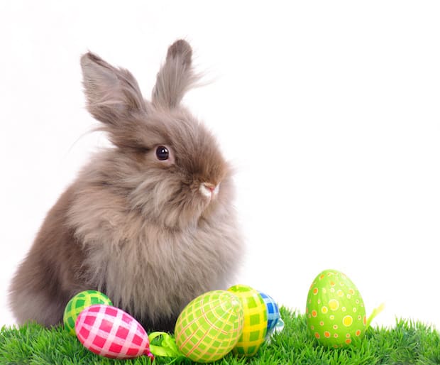 pictures of the real easter bunny