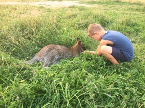 Kangaroo Creek Farm