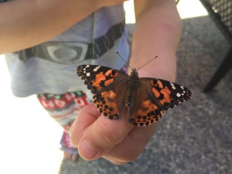 Butterfly Raising Kits