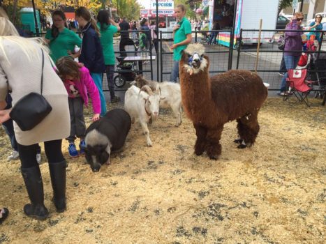 Visit The Free West Edmonton Mall Petting Zoo All Summer Long