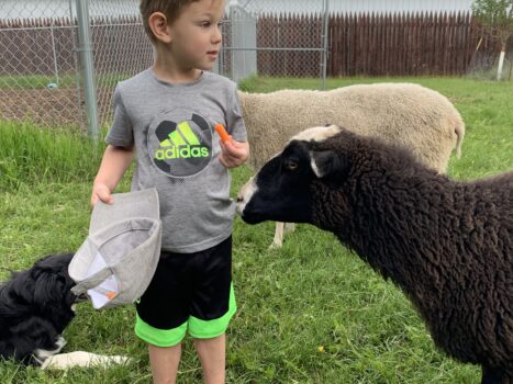 Visit The Sheep In Fort Saskatchewan 